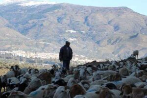 Trashumancia y trasterminancia en Sierra Nevada