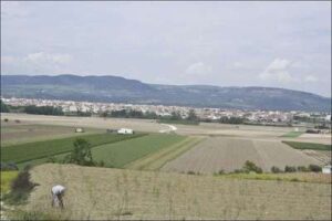 El cultivo de espárragos