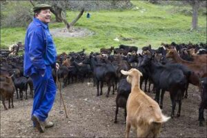 Pastoreo y producción de leche de cabra