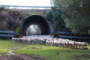 Trashumancia en Sierra de Segura