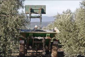 Recogida de la aceituna para la producción de aceite