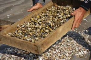 Marisqueo a pie en Doñana