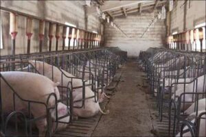 Cría del cerdo de «capa blanca»