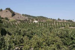 El cultivo de frutos tropicales