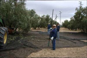 Recogida de la aceituna de aceite
