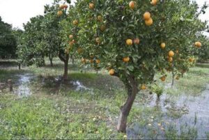 El cultivo de la naranja