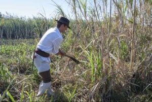 El cultivo de la caña de azúcar