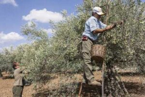 El Verdeo de la aceituna aloreña
