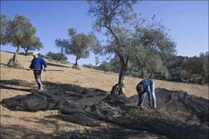 Recogida de aceituna