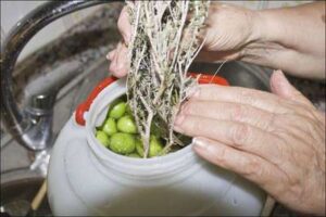 Aliño de aceitunas gordales