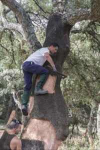 El descorche en los Alcornocales.