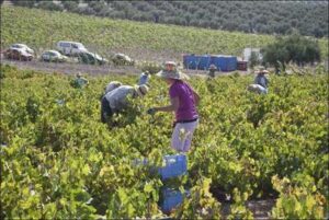 Viticultura y producción de vino Pedro Ximénez