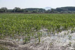 Sistemas de riego en la Vega de Granada