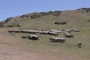 Trasterminancia y Trashumancia en Castril