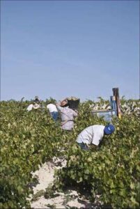 Viticultura y producción de vino