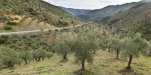 Paisaje oleícola de Los Pedroches