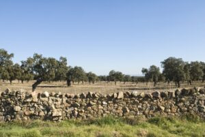 Paisaje de la Dehesa de la Jara