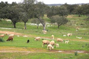 Paisaje de la dehesa de Paymogo