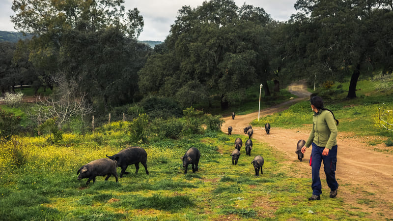 Una mujer camina por un sendero rodeada de cerdos ibéricos en un paisaje de campo, con árboles y vegetación verde alrededor.